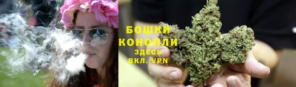 сатива Новодвинск